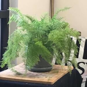 Meet your Posher, Torrey